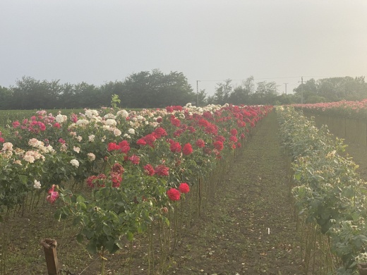 Szőregi programok 2026 - Események, rendezvények