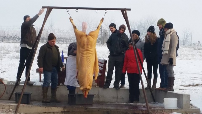 Disznótor csapatépítés program cégeknek egyedi helyszínen, az 1000 pincés Monori Pincefaluban