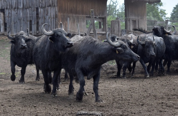 Bivalyrezervátum látogatás a Kis-Balatonnál