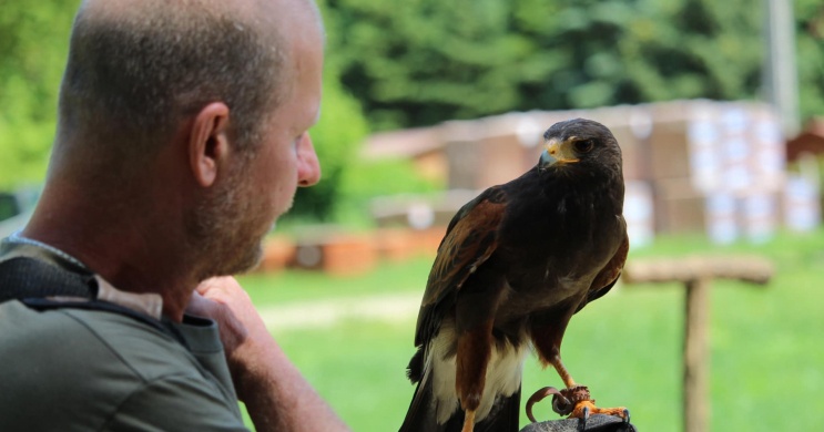 Ragadozó madár bemutató 2026. áprilistól októberig -  a Veresegyházi Medveotthon területén
