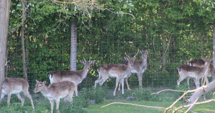 Vadfarm látogatás Dunaremetén