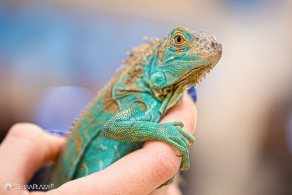 Állatbörze programok 2026. Események, rendezvények