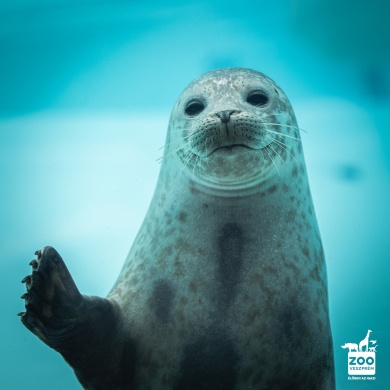 Veszprémi Állatkert programok 2026