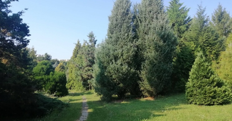 Látogatás a miskolci Avasi Arborétumban, a Dr. Adorján Imre Fenyőkertben