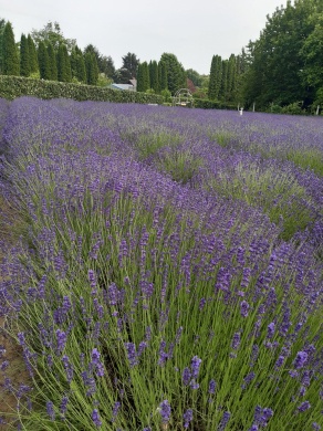 Levendulaszüret Kaposvár 2025