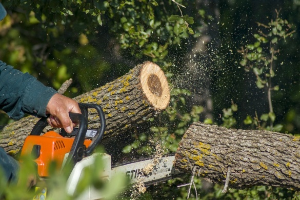 Fakitermelő verseny  - Stihl Országos Fakitermelő versenysorozat