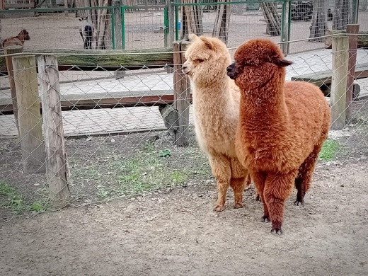 Bagolyvár programok 2026 Szolnok