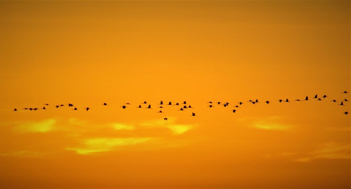 Madárvonulás a Tisza-tónál 2026 - Madármegfigyelő egyéni gyalogtúra vagy csónaktúra Tiszafüreden