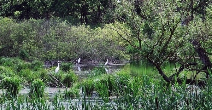 Madármegfigyelő túra a Balaton-felvidéki Nemzeti Park szervezésében 
