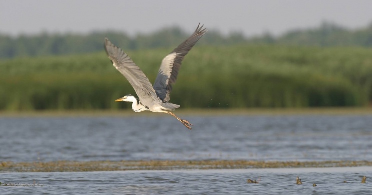 Vízimadarak nyomában 2026 - Tisza-tavi csónaktúra túravezetővel a Szabics Kikötőből