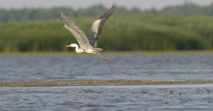 A Tisza madárvilága 2026 - Tisza-tavi csónaktúra túravezetővel a Szabics Kikötőből