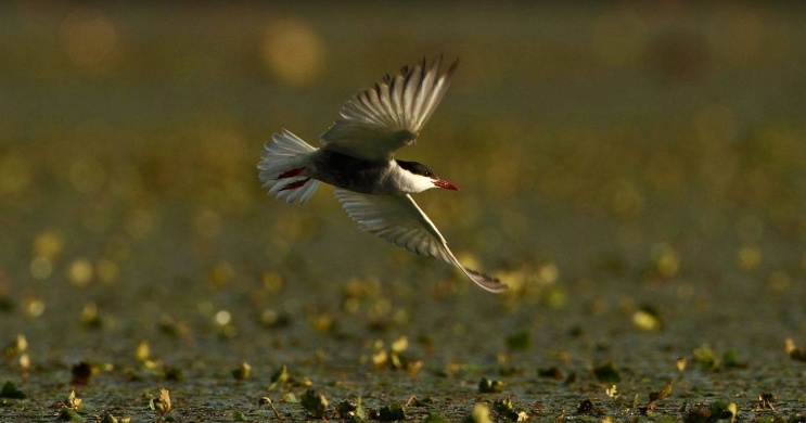 Tisza-tavi Madárrezervátum 2026 - Csónaktúra túravezetővel a Valki-medencében a Szabics Kikötőből