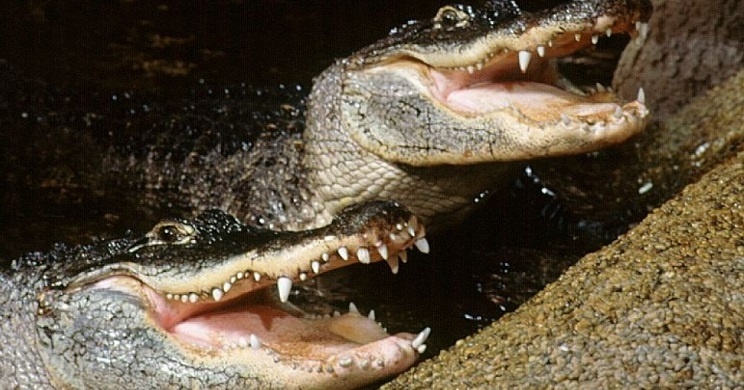 Aligátor etetés Budapest 2026 - különleges élmény a Tropicariumban