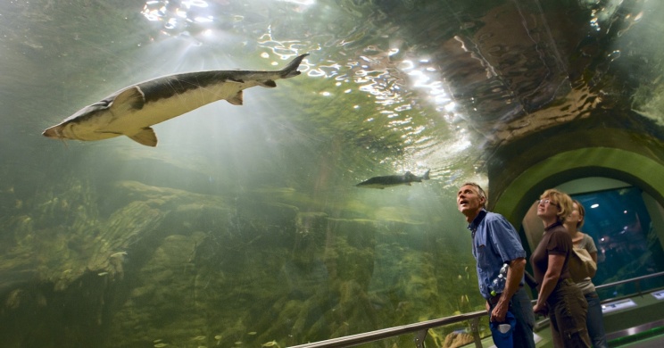 Tisza-tavi Ökocentrum látogatás Poroszlón 2026 - Természetközeli élményprogram a hét minden napján