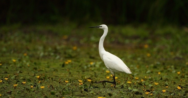 Tiszaörvény Tiszavirág Ártéri Sétaút 2026 - Gyalogtúra a Tisza-tavi tanösvényen