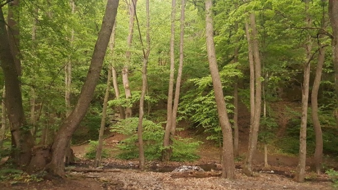 Hiúz Ház Erdei Iskola és Látogatóközpont programok Királyrét 2026