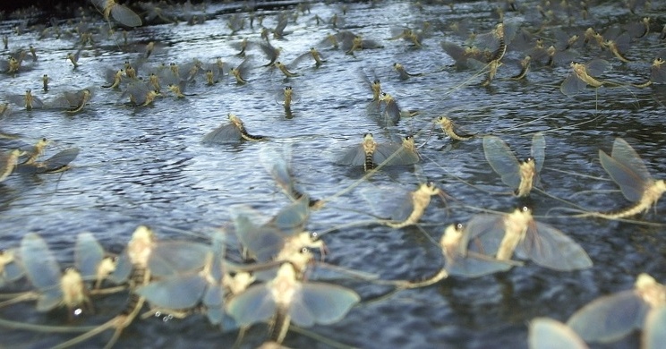 Tiszavirág túra 2026 - Tisza-tavi csónaktúra a tiszavirág nyomában a Szabics Kikötőből