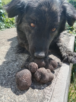 Szarvasgomba keresés kutyával, bemutató kóstolási és vásárlási lehetőséggel