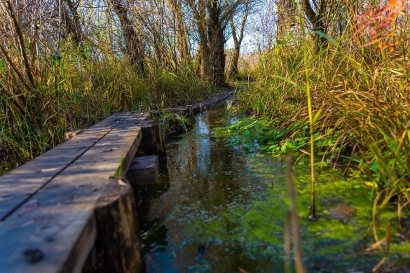 Tisza-tavi túrák 2026 - Barangold be velünk az Örvényi Pákász Tanösvényt!