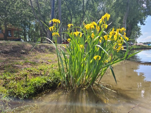 Tisza-tavi vízi növények 2026 - Csónakkirándulás a Szabics Kikötőből