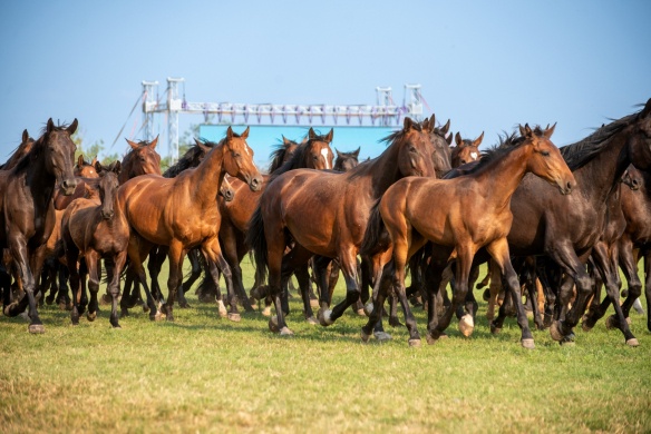 Hortobágyi Lovasnapok 2026 -  wellness szállással a Tisza Balneum Hotelben