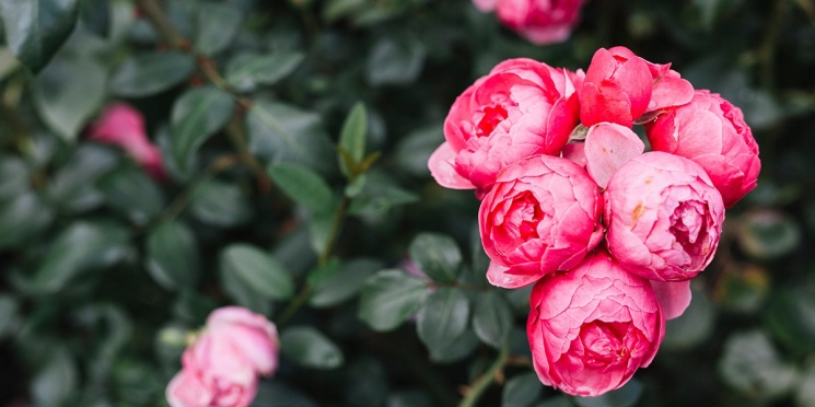 Pünkösdi wellness hétvége Tata 2026 - családi wellness élmények a Kristály Imperial Hotelben