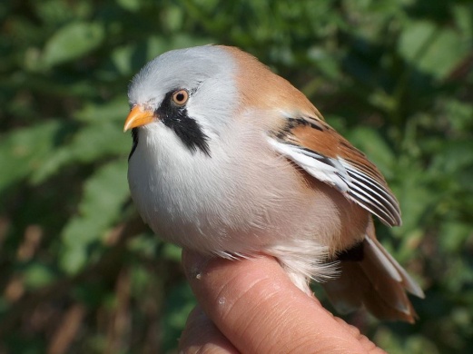 Madarak és Fák Napja programok a Duna-Ipoly Nemzeti Parkban 2026