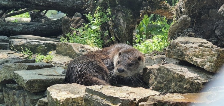 Szegedi Vadaspark programok 2026 - Események és rendezvények