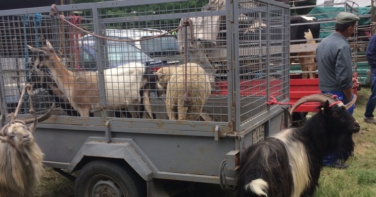 Dunaföldvári Országos Állat- és kirakodóvásár 2026 - Vásárok Dunaföldváron