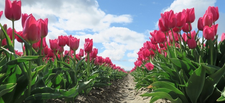 Tulipánszüret Szőlősgyörök 2026 - Tulipánszedés a TulipGarden Balaton tulipánkertben