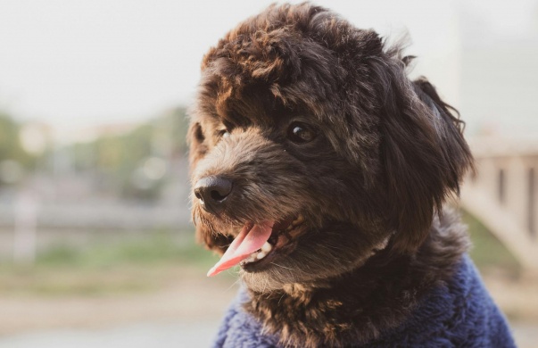 Hogyan védjük a kutyánkat az élősködőkkel szemben?