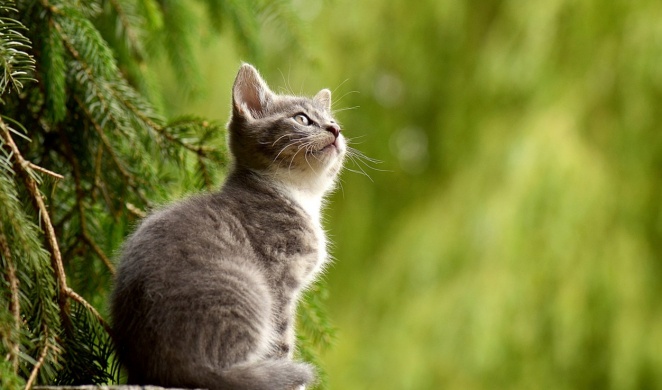 Ezekre figyeljünk oda a macska környezetében történő bolhairtás során