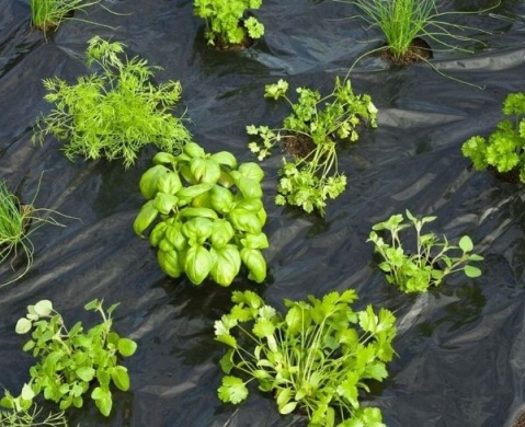 Nagyon hasznos kerti takarófóliák