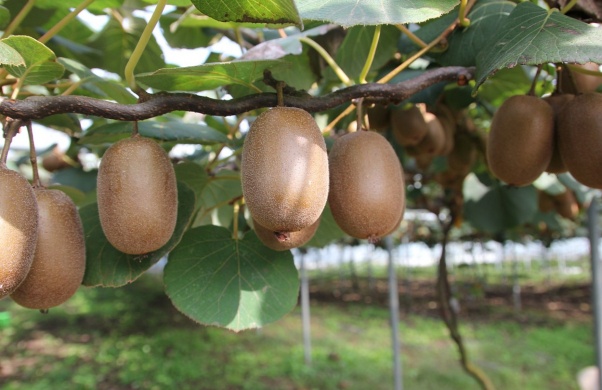 Ezért kell megmetszeni rendszeresen a kivit