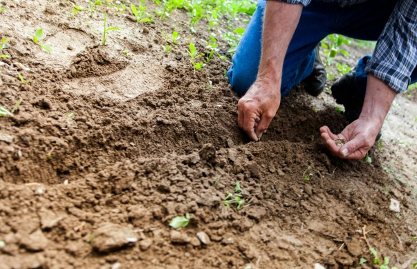 Amire sokan nem gondolnak: ezen múlhat a növények termése