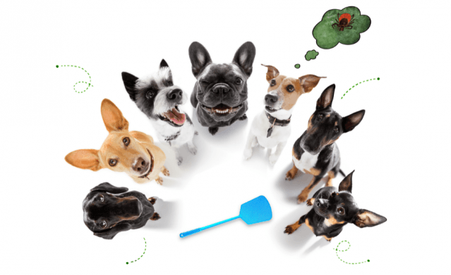 Hogyan érdemes külső paraziták elleni terméket választani?