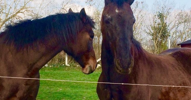 Csárda-Major Prevenciós és Rehabilitációs Lovasudvar Tótvázsony