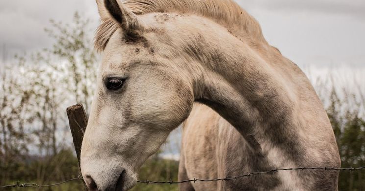 Csemete Lovaspark Nyergesújfalu