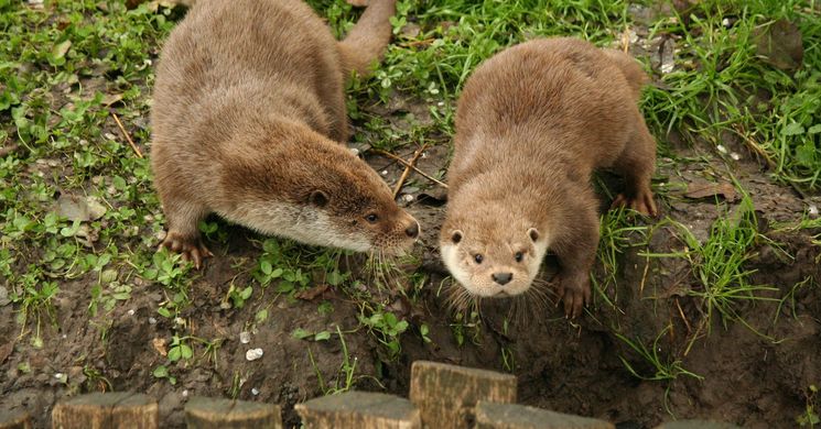 Petesmalmi Vidrapark