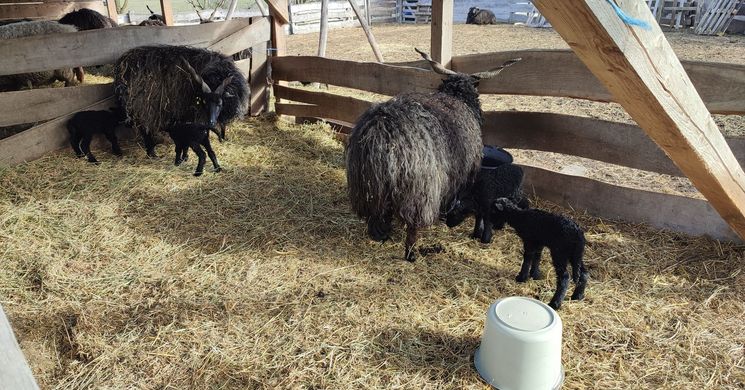 Puszta Monostori Birkás Állatfarm Szigetmonostor