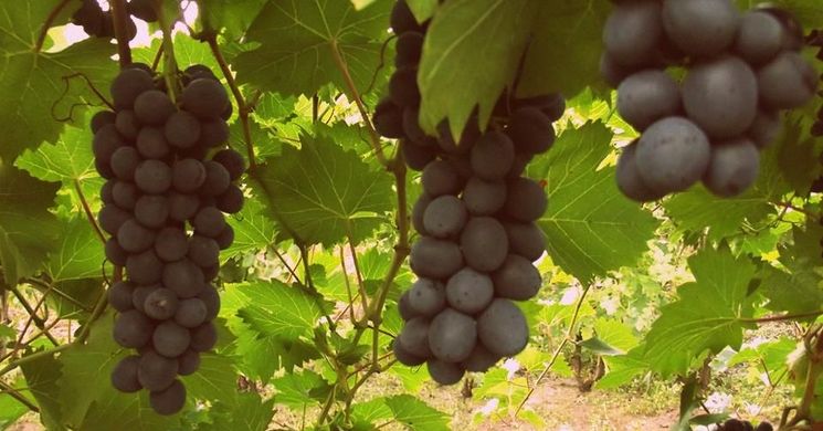 Váradi Pince Kiskunmajsa