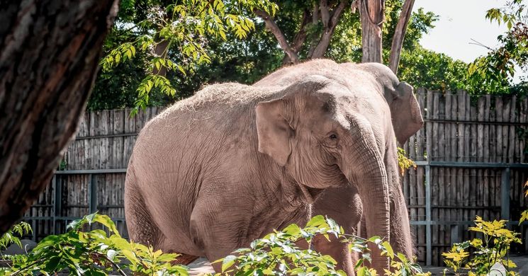 Fővárosi Állat- és Növénykert Budapest Zoo