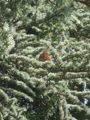 Neszmélyi Arborétum