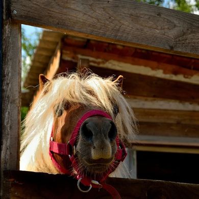 Lipi Lovasudvar Harka