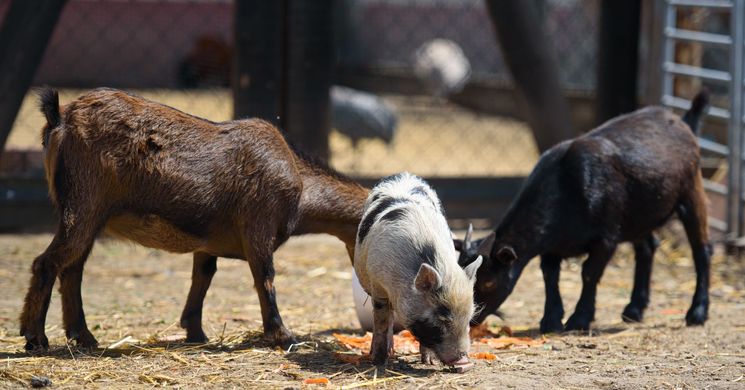 Erdőspuszta Élménypark és Állatpark Debrecen
