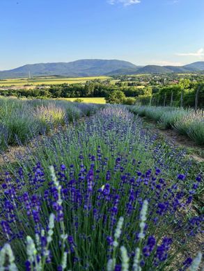Szidónia-major Bodony