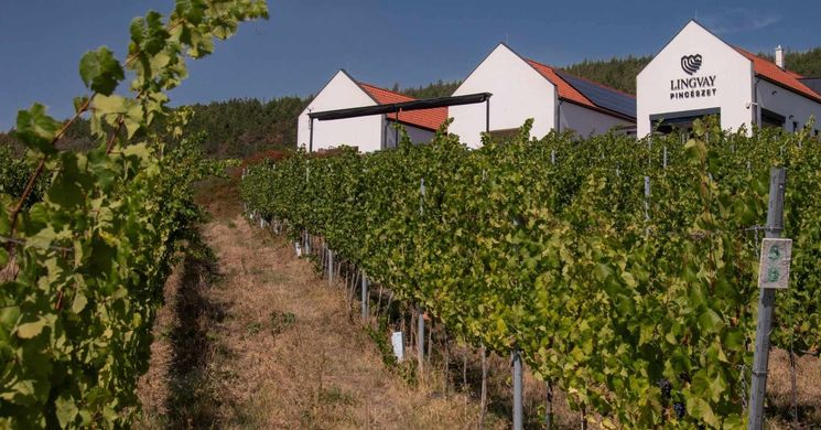 Lingvay pincészet Penc