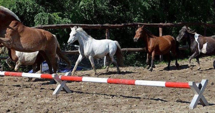 Akadémia Pónilovaglás és Lovasiskola Budapest