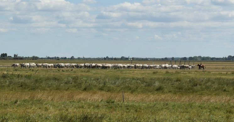 Répce Tanösvény Apaj