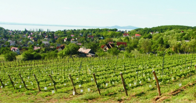 A`Capella Szőlőbirtok